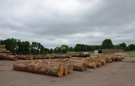 Logs in Coldwater Veneer Yard Logs in Coldwater Veneer Yard