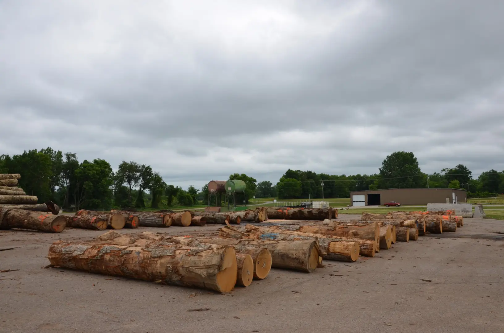 Logs in Coldwater Veneer Yard Logs in Coldwater Veneer Yard