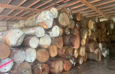 Stacked Logs in a Covered Yard Stacked Logs in a Covered Yard