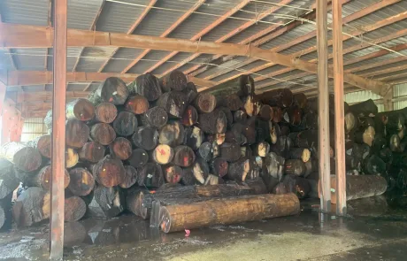 Protected Uncut Logs under covered yard Protected Uncut Logs under covered yard